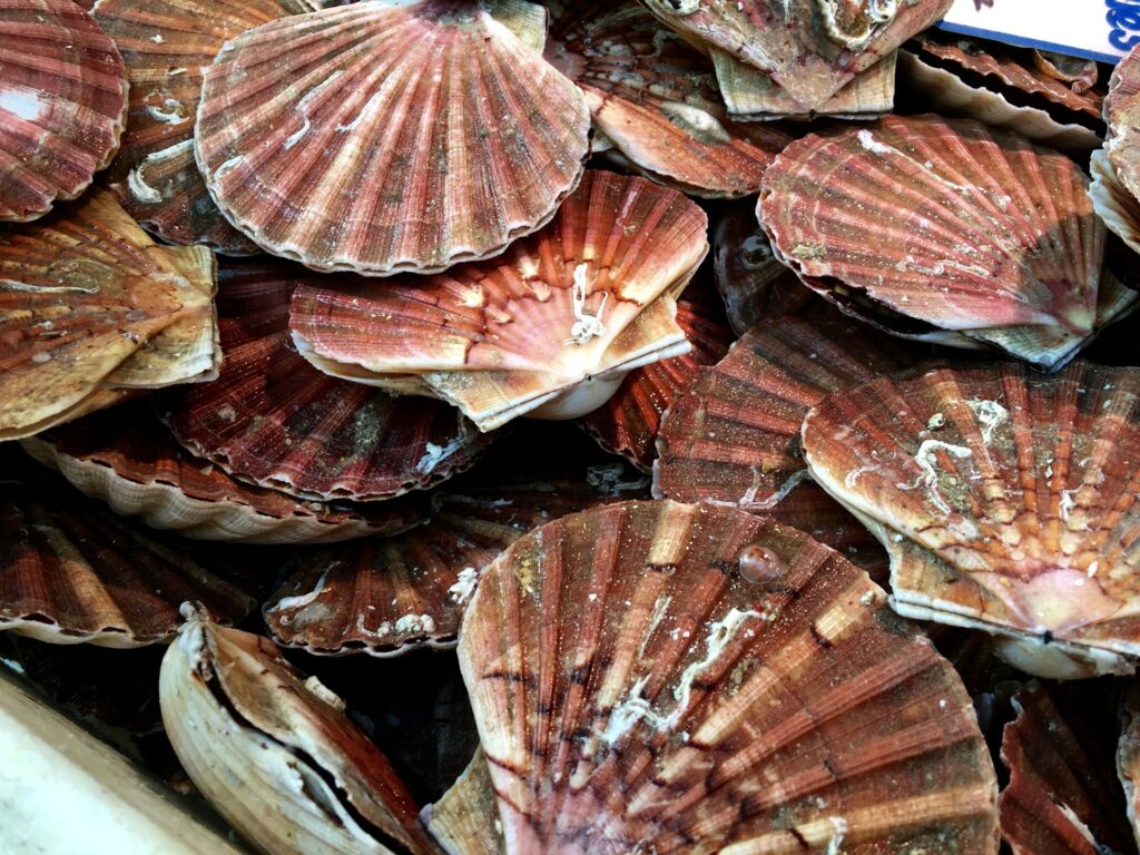 Coquille Noix de Saint Jacques